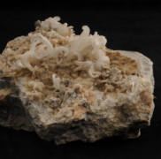 009 Gypsum flower – Coll Bonechi – Coralloid Group 5 cm